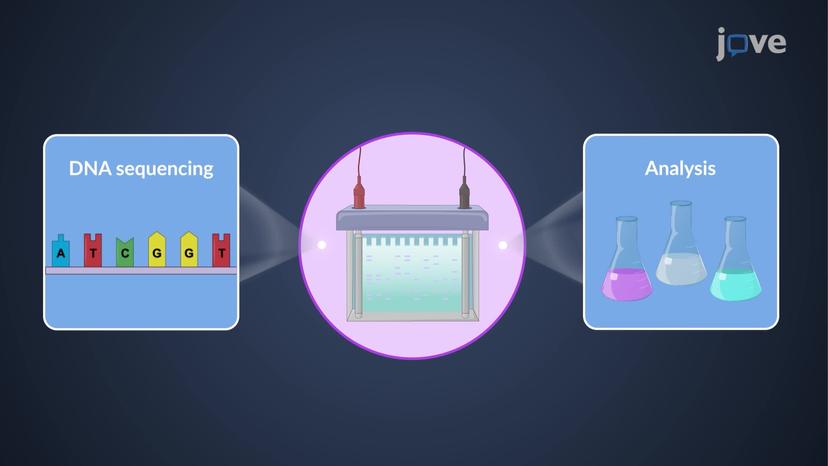 Electrophoresis: Overview