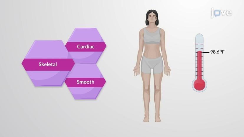 Overview of Muscle Tissues