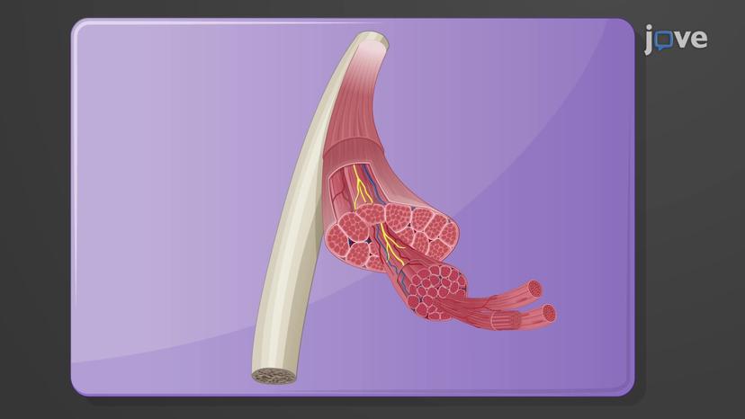 Gross Anatomy of Skeletal Muscles