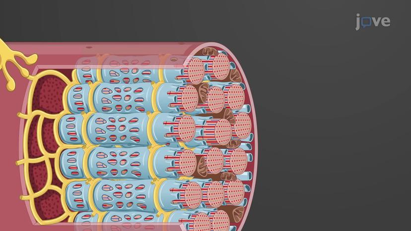 Microscopic Anatomy of Skeletal Muscles