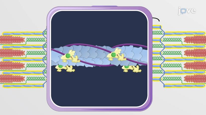 The Sarcomere