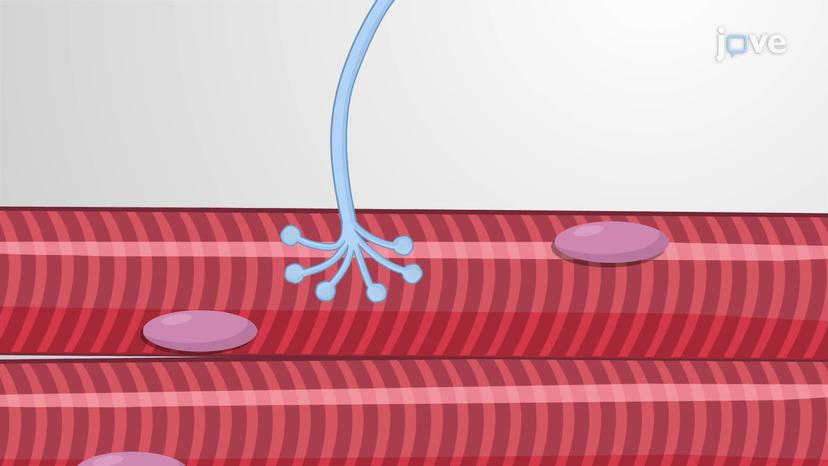 The Neuromuscular Junction