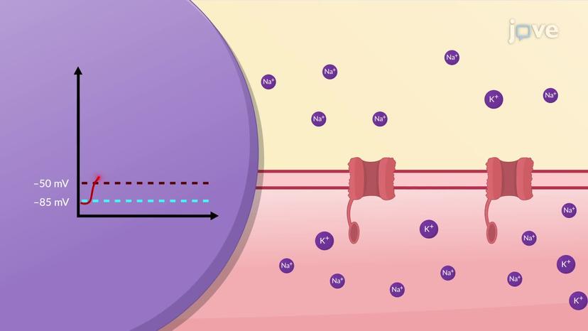 Generation of Action Potential in Skeletal Muscles