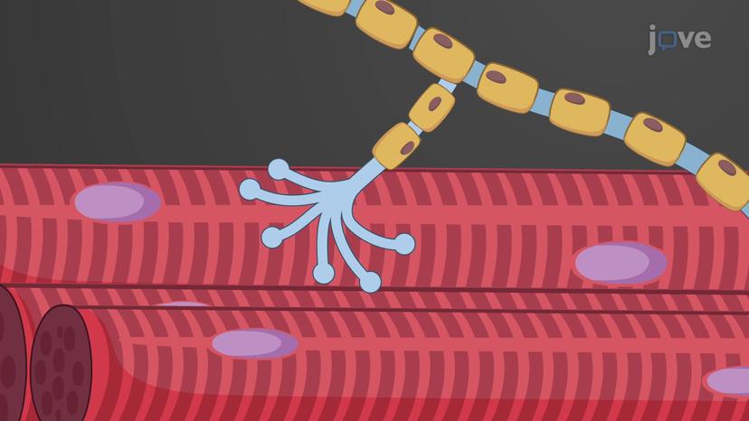 Excitation-Contraction Coupling in Skeletal Muscles