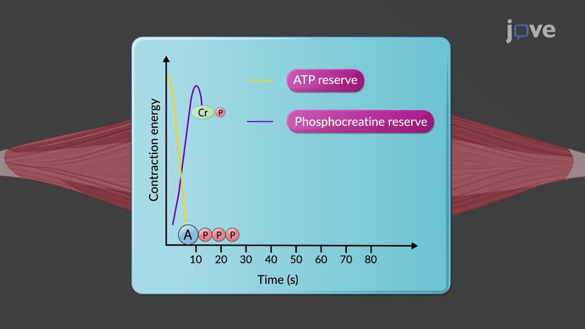 Energy Supply for Muscle Contraction