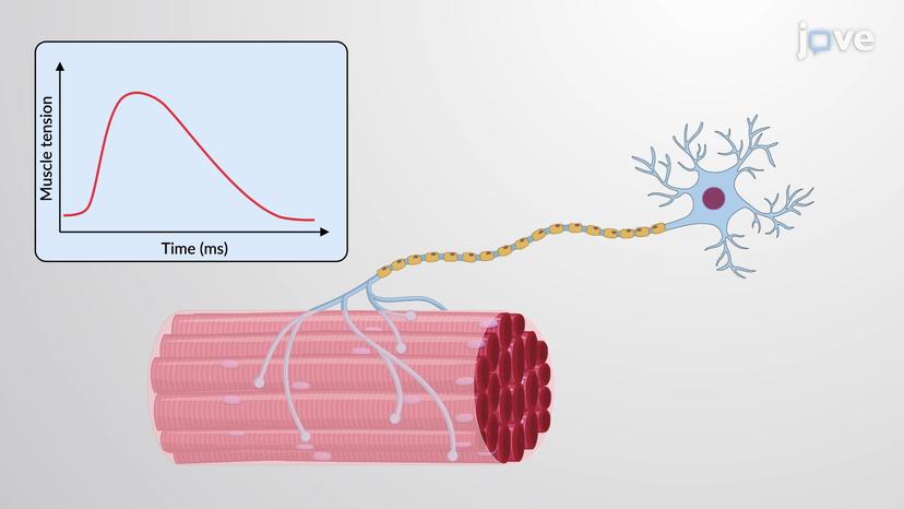 Motor Unit Stimulation