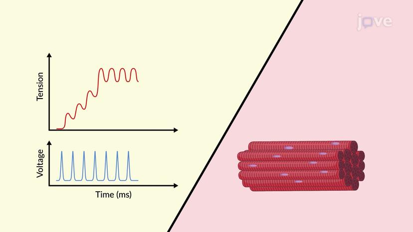 Muscle Stimulation Frequency