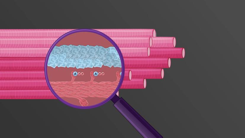 Types of Skeletal Muscle Fibers