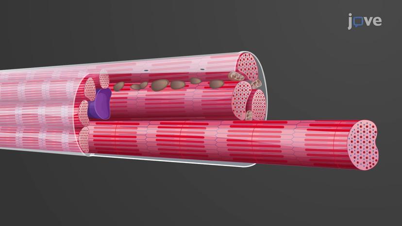 Structure of Cardiac Muscles