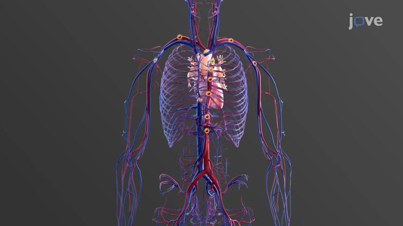 Specialized Characteristics of Cardiac Muscles