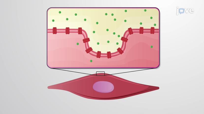 Structure and Organization of Smooth Muscles