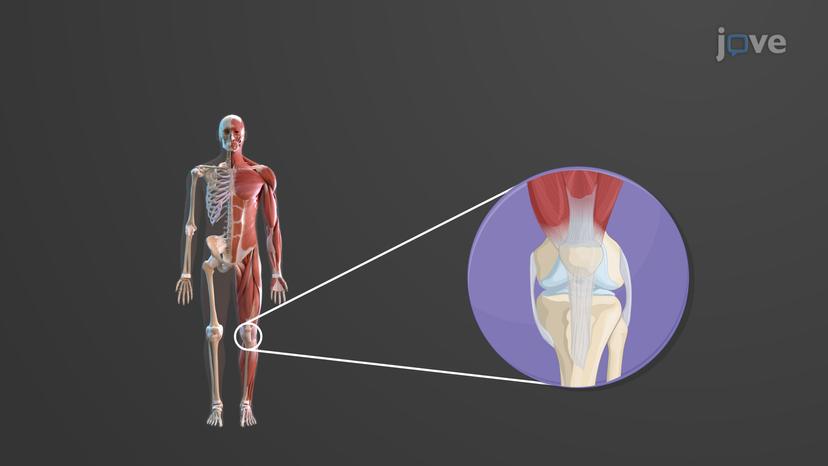 The Muscular System