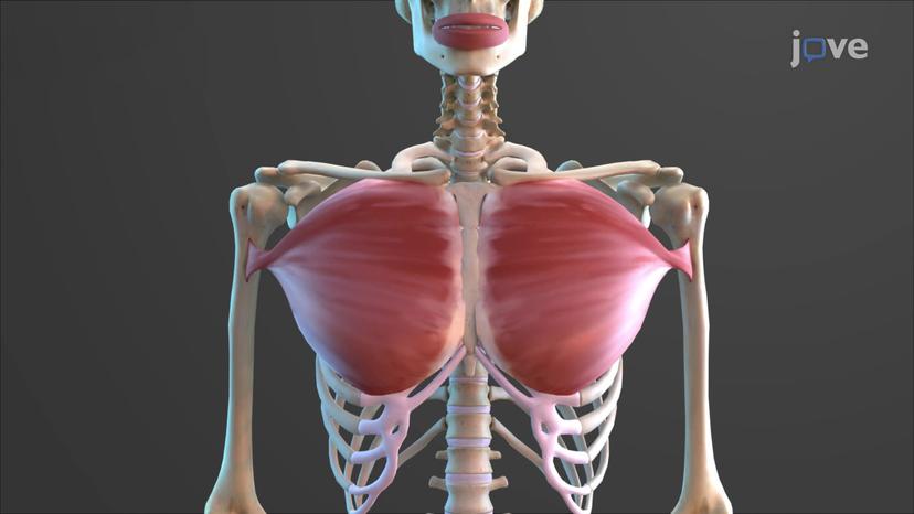 Fascicle Arrangement in Skeletal Muscles