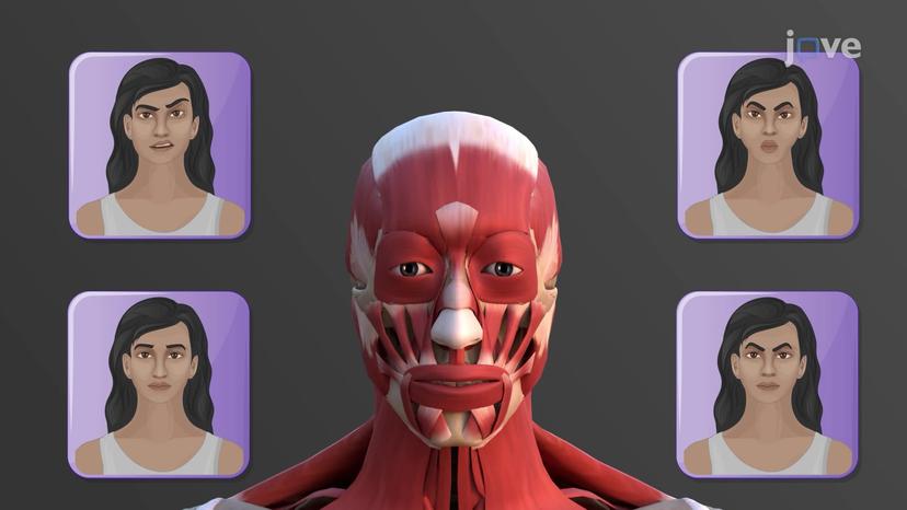 Muscles for Facial Expressions