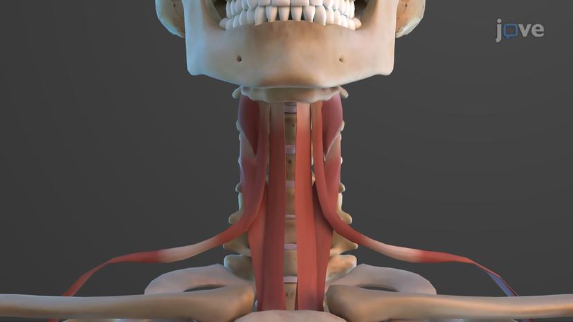 Muscles of the Anterior Neck