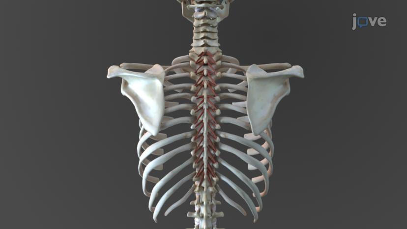 Muscles of the Vertebral Column