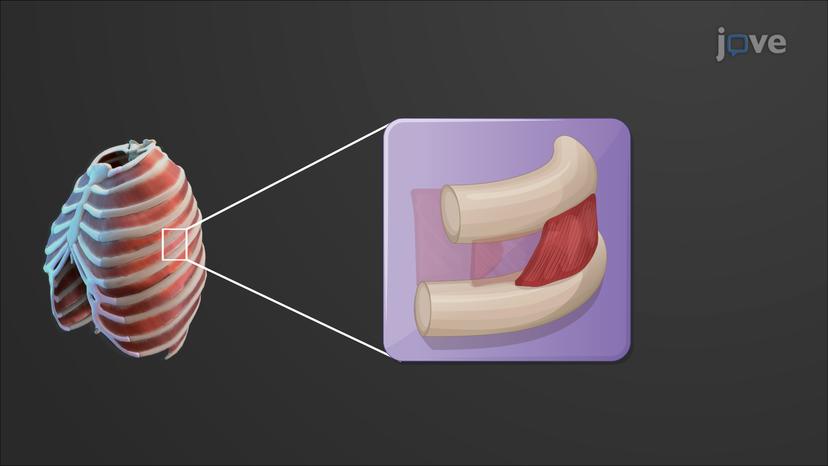 Muscles of the Thorax