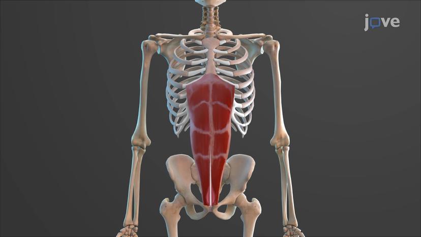 Muscles of the Abdomen