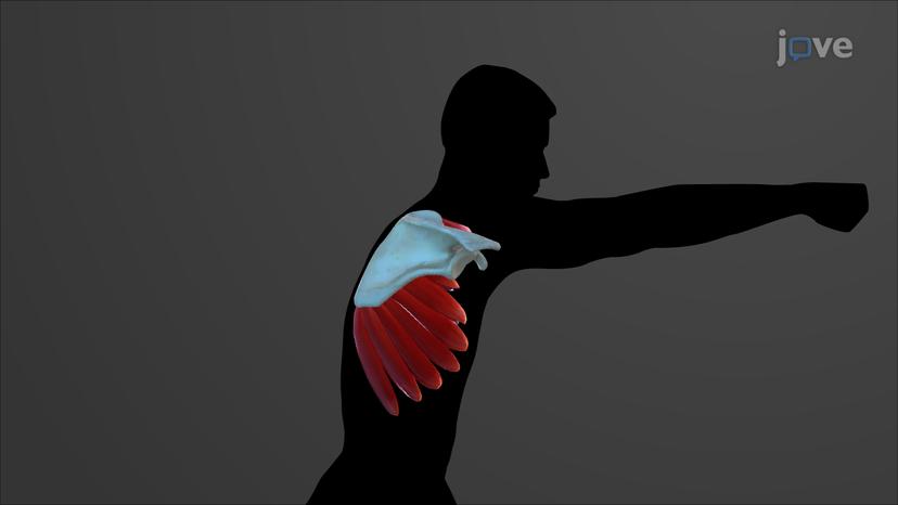 Muscles of the Shoulder