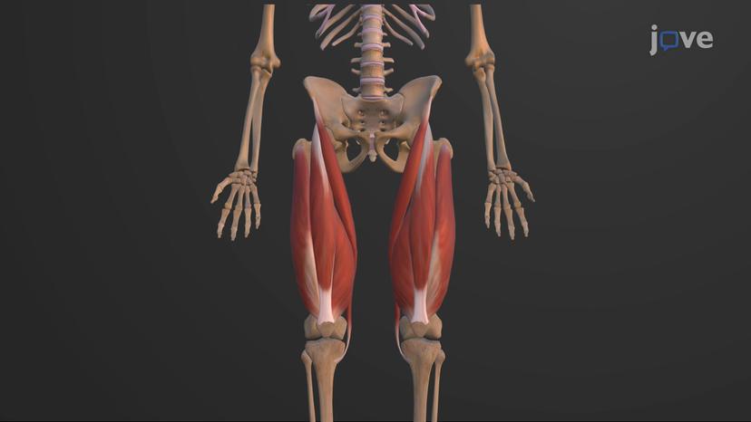 Muscles that Move the Leg