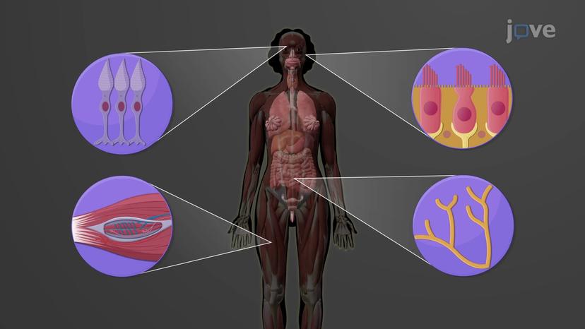 Functions of the Nervous System