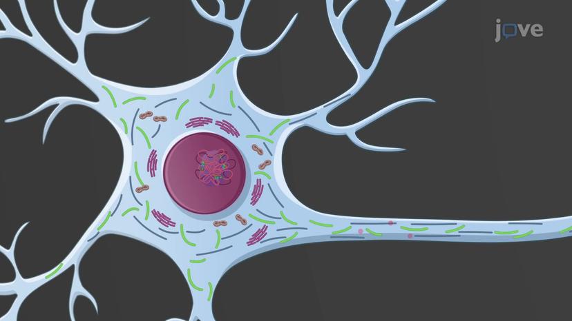 Neurons: The Cell Body and the Dendrites