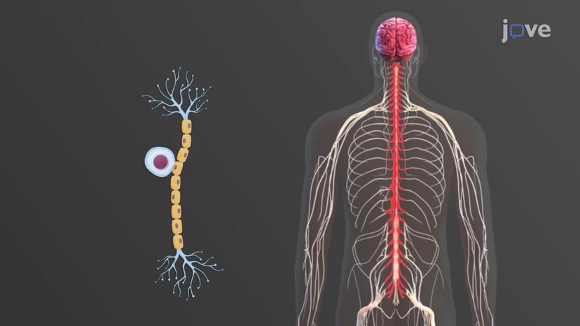 Nervous Tissue: Neuron Types