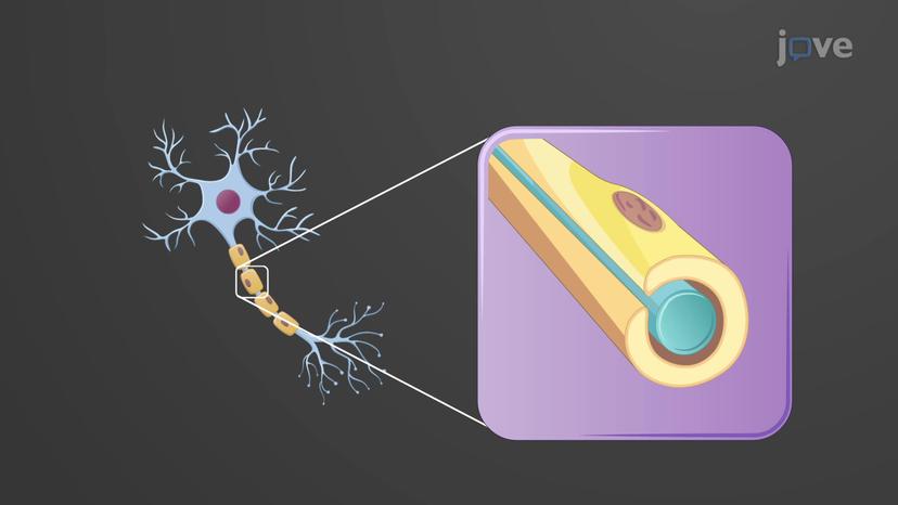 Nervous Tissue: Myelin