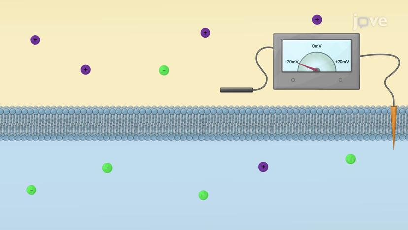 Electrochemical Gradient and Channel Proteins: An Overview