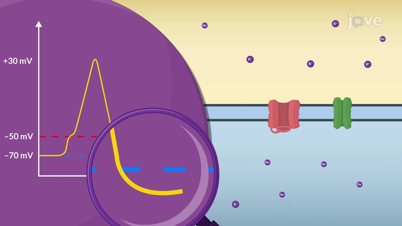 Action Potential: Phases of Stimulation