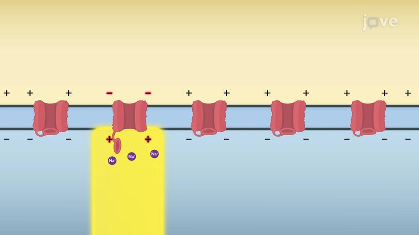 Propagation of Action Potentials