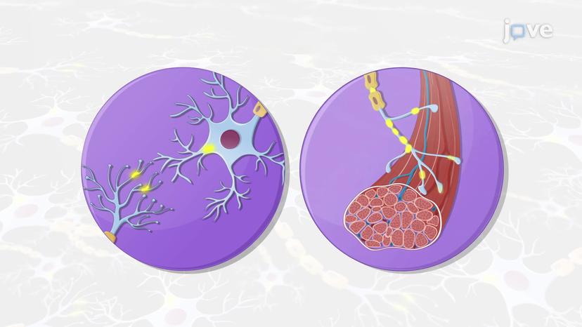 Overview of Synapses