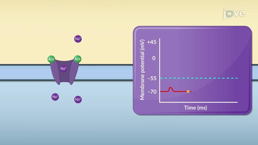 Postsynaptic Potential (PSP)