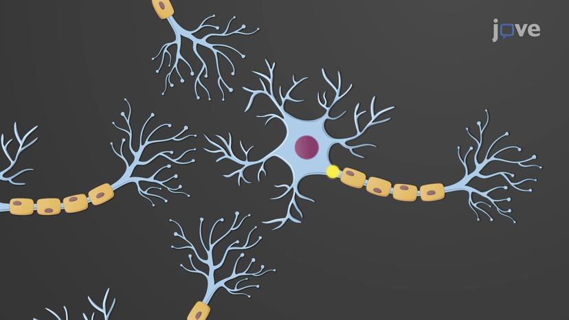 Integration of Synaptic Events