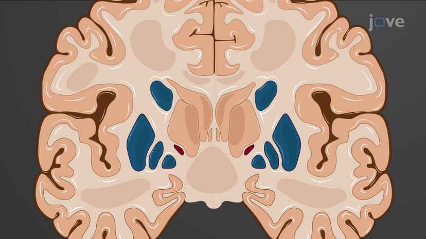 Cerebrum: Anatomical Overview II