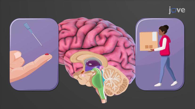 Diencephalon: Thalamus and Information Relay