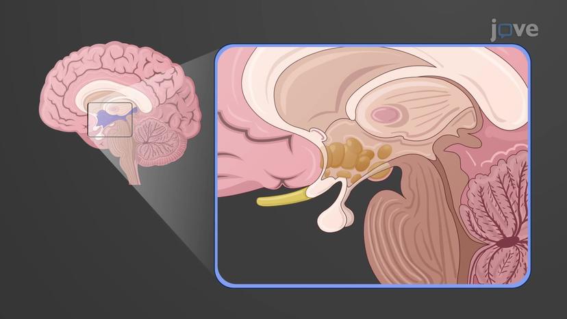 Diencephalon: Hypothalamus and Coordination