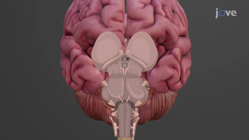 Brainstem