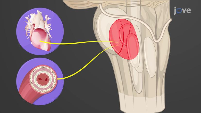 Brainstem: Control Centers of Medulla