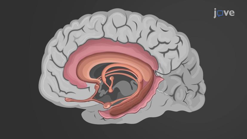 Functional Brain Systems: Limbic System