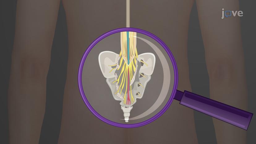 Spinal Cord: Gross Anatomy