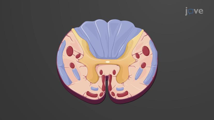 Spinal Cord: Cross-sectional Anatomy