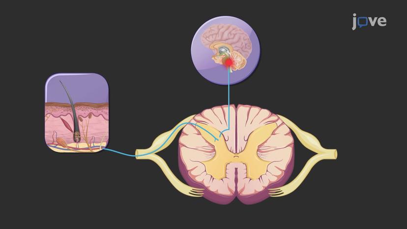 Spinal Cord: Information Processing