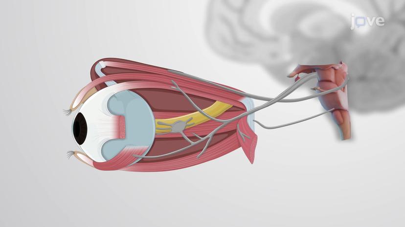 Cranial Nerves: Types Part I