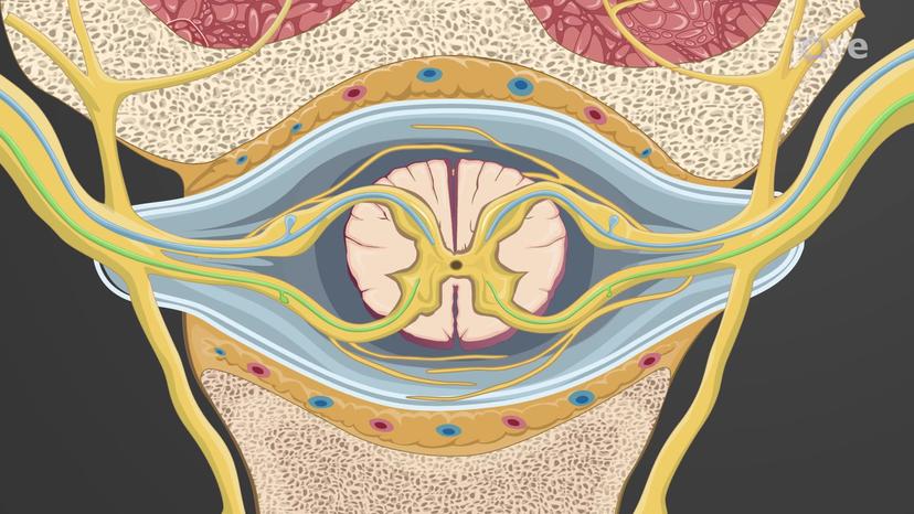 Spinal Nerves: Anatomy