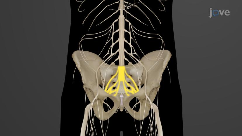 Spinal Nerves: Plexus II