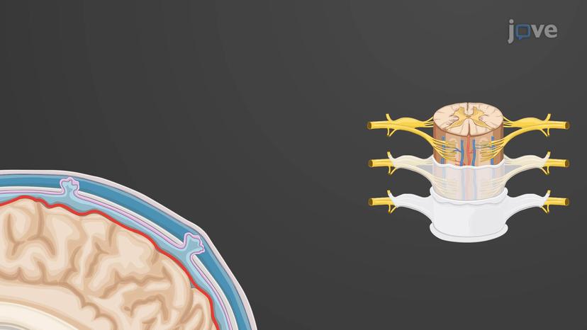 Cranial and Spinal Meninges