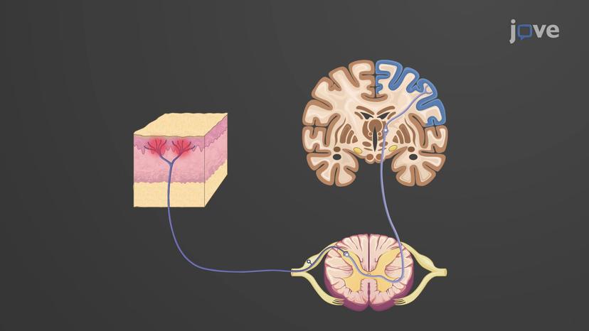 Sensory Perception: Organization of the Somatosensory System