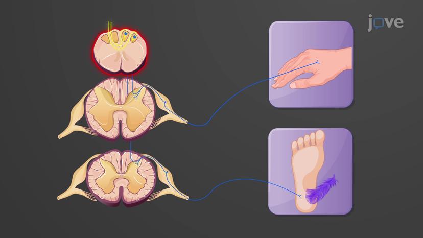 Major Somatic Sensory Pathways