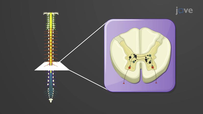 Hierarchy of Motor Control